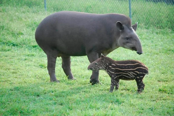 Anta brasileira 6 usado