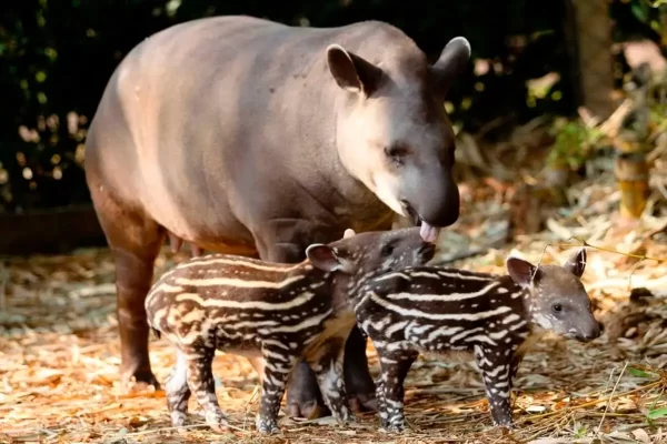 Anta brasileira 8 usado