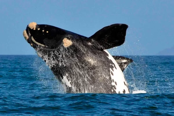 Baleia-franca-austral
