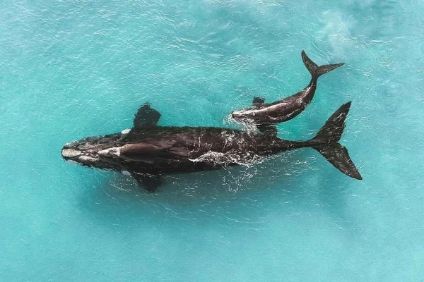 Baleia franca austral 5 usado