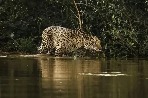 Onca Pintada Panthera Onca 12 usado