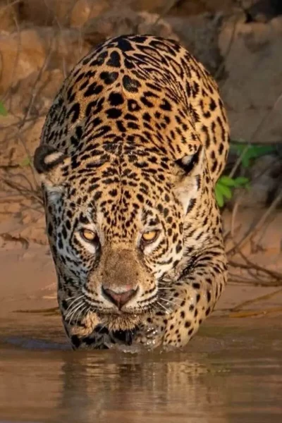 Onca Pintada Panthera Onca 13 usado